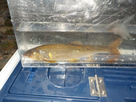 美山第8戦〜白川、そして連敗脱出〜