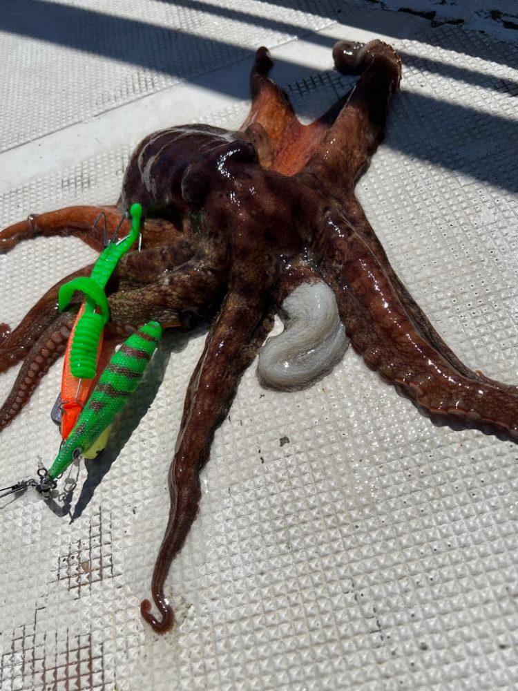 ８月の明石タコ釣り情報🐙