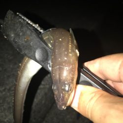 ちょい投げアナゴ編