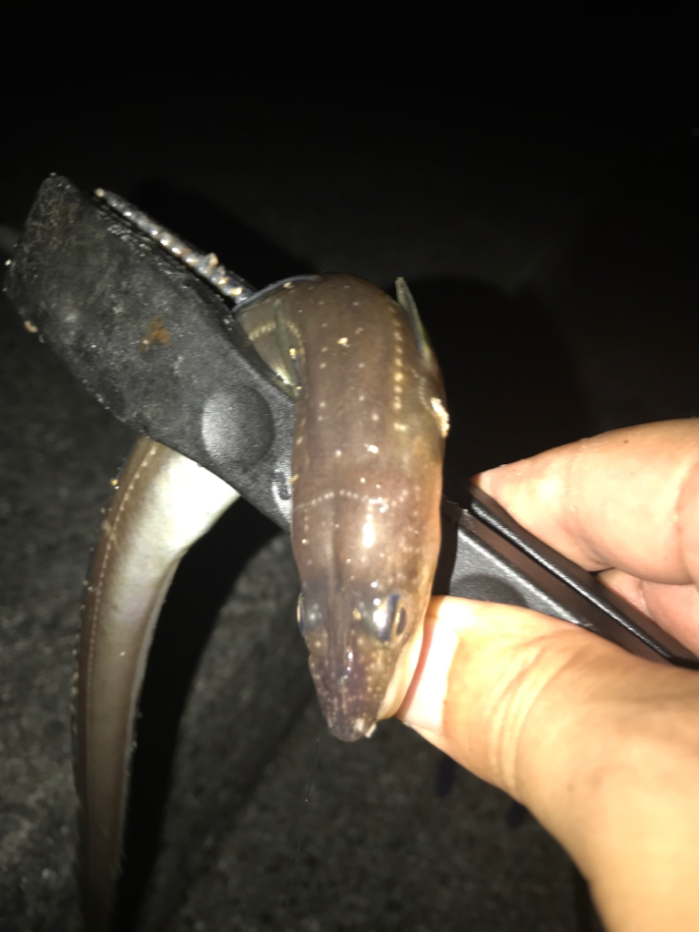 ちょい投げアナゴ編