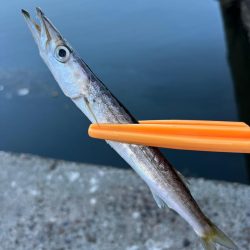 カマスにかました！