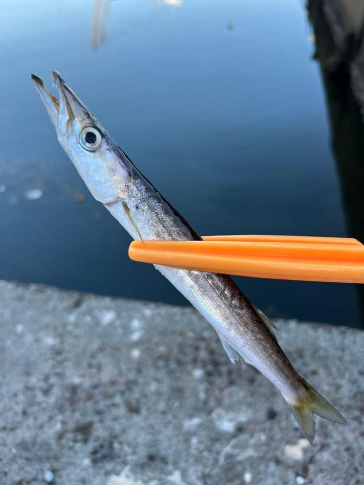 カマスにかました!