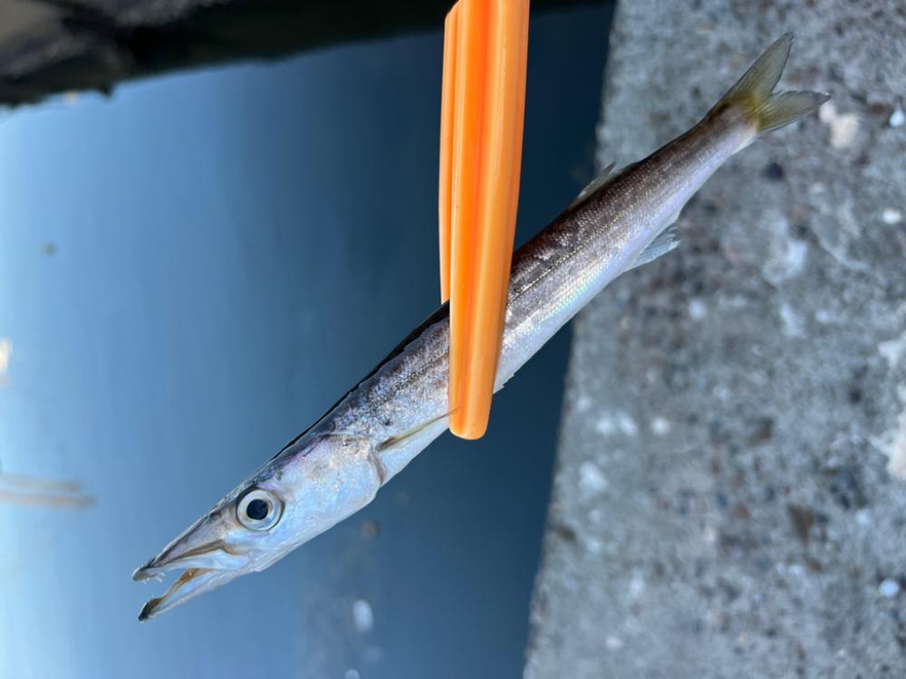 カマスにかました！