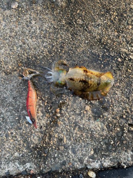 アオリイカ　夕まずめ調査