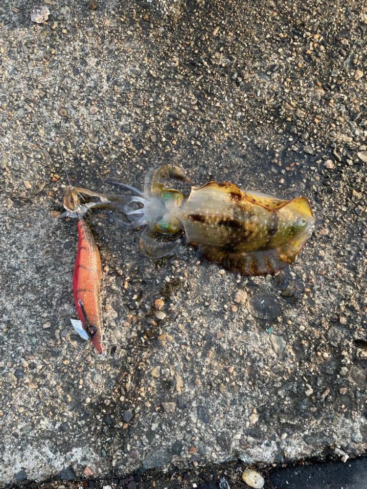 アオリイカ 夕まずめ調査