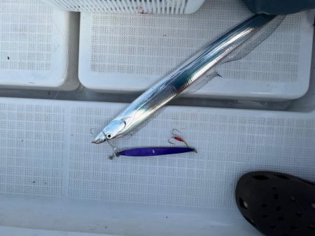 ハマチ！＆サーベルフィッシュ！！