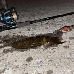 ナイトエギングと豆アジでヤエン