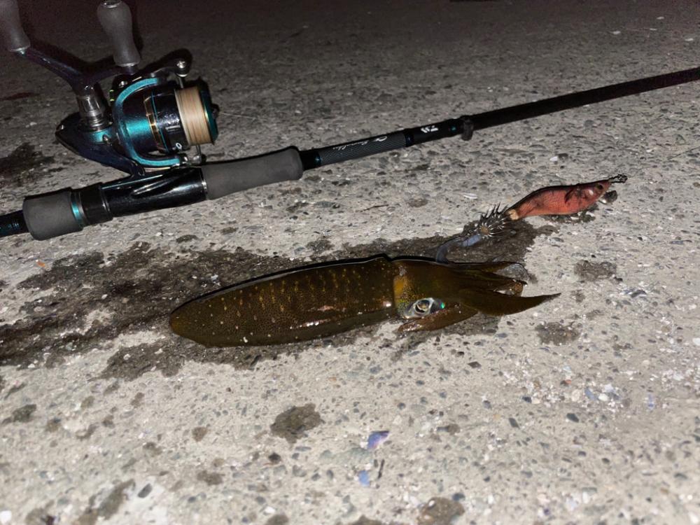 ナイトエギングと豆アジでヤエン