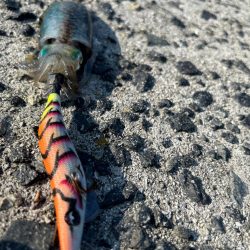 子供と新子調査隊