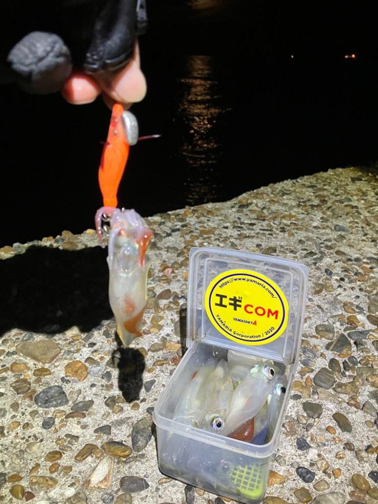 ケンサキ釣り10日目(^｡^)