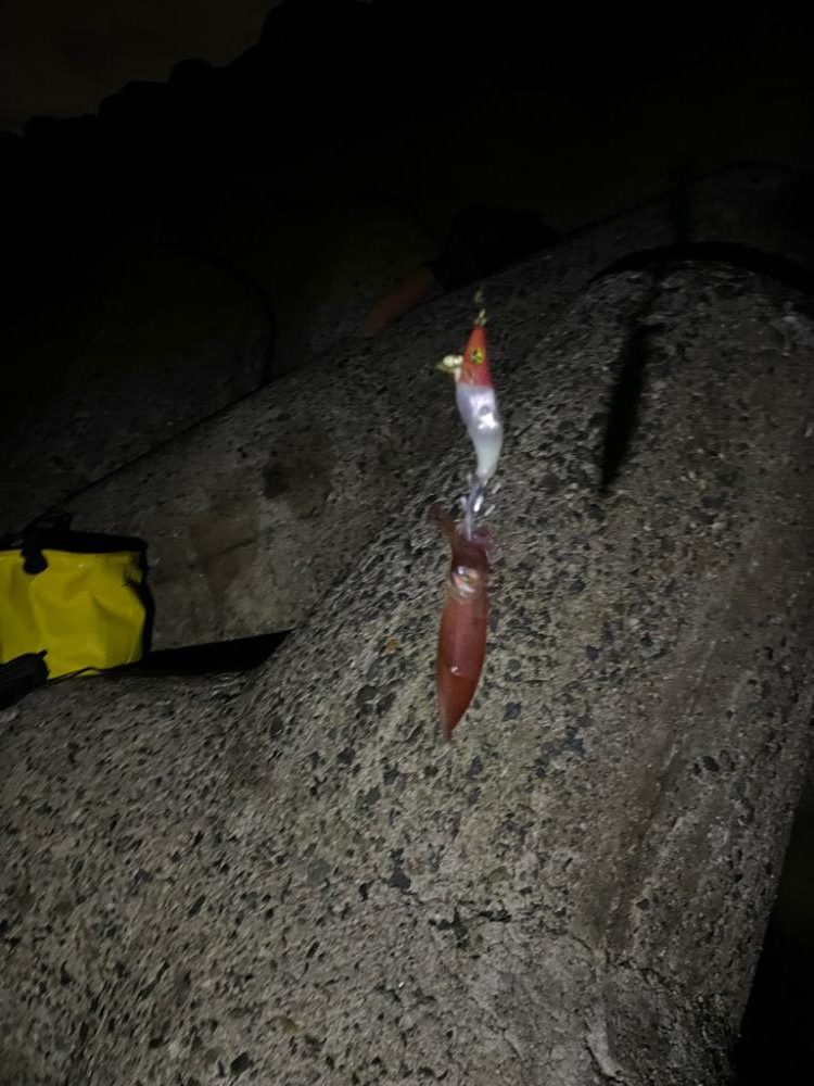 ケンサキイカと、サバ