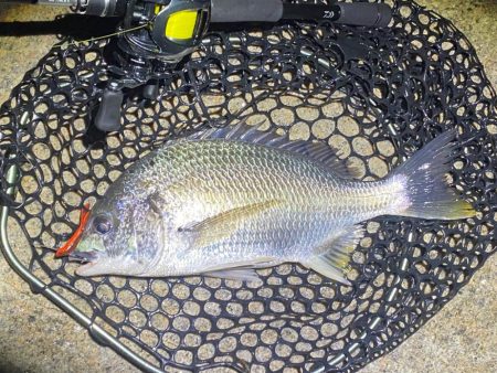 台風の影響特に無し淀川チニング
