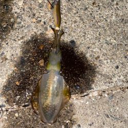 アオリとカミナリ