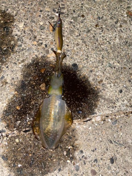 アオリとカミナリ