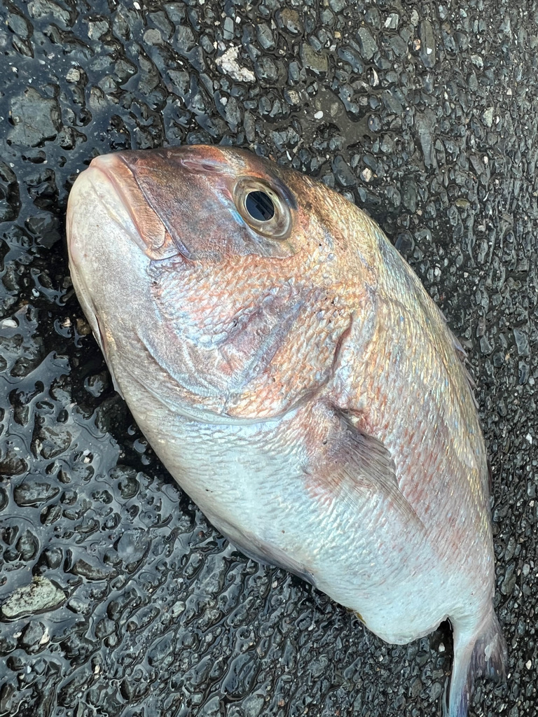 鯵を探して三千里 Vol.67