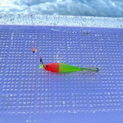 ケンサキイカ/イカメタル