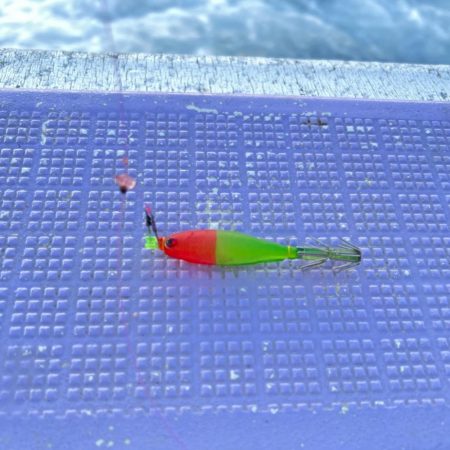 ケンサキイカ/イカメタル