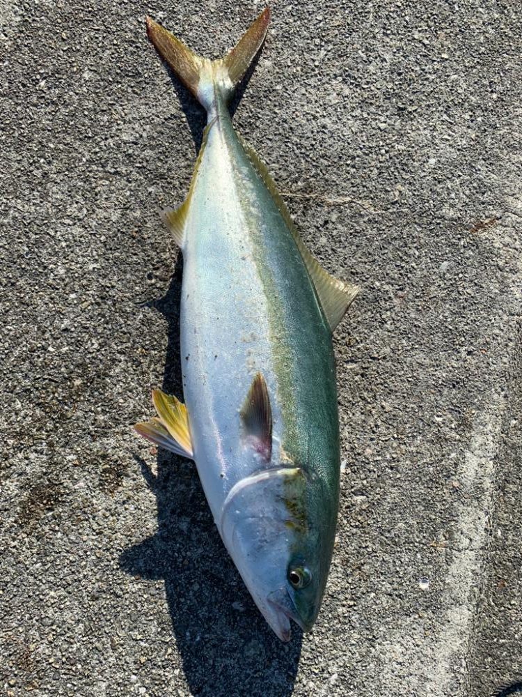 2か月以上ぶりの！