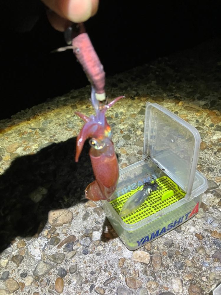 ケンサキ釣り6日目(^^)