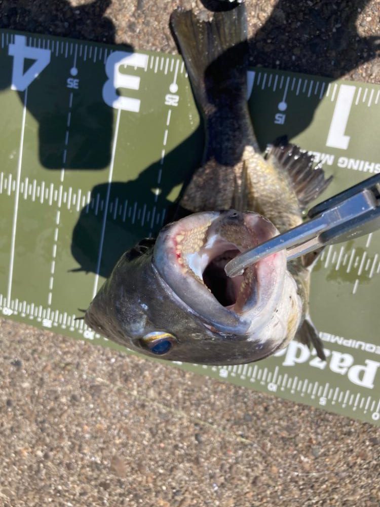 ⭐️岸ジギ釣行⑤