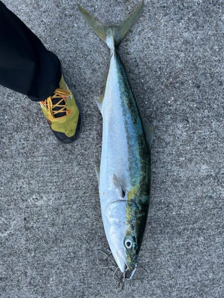 久しぶりの青物狙い