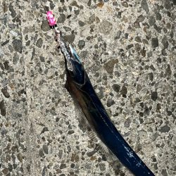 過去１釣れたぁ( ・∇・)