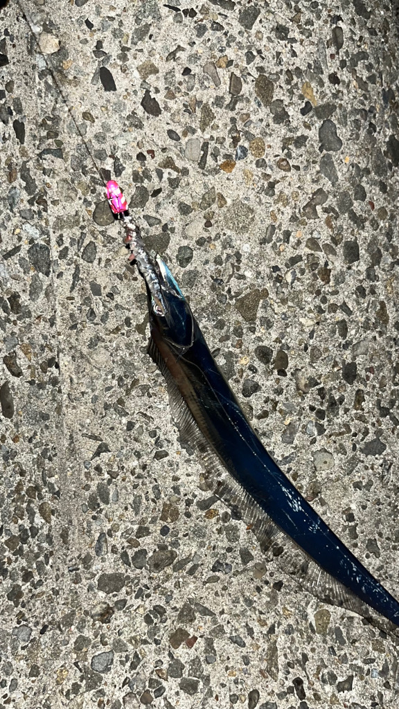 過去１釣れたぁ( ・∇・)