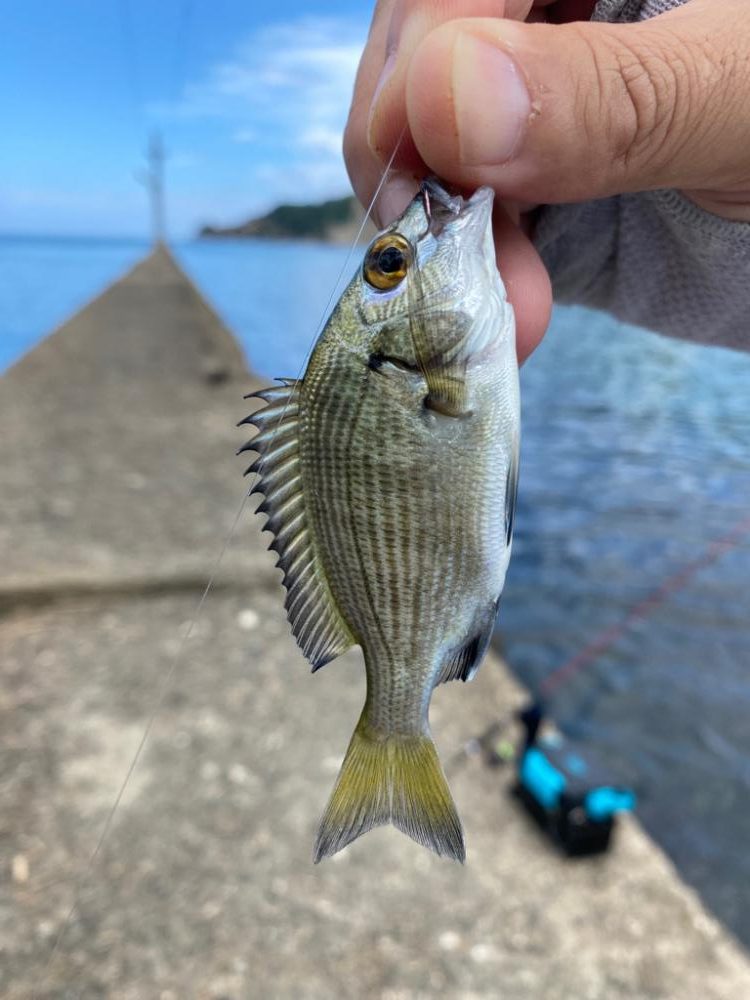 ライトちょい投げ五目