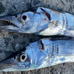 23年　初タチウオ‼…