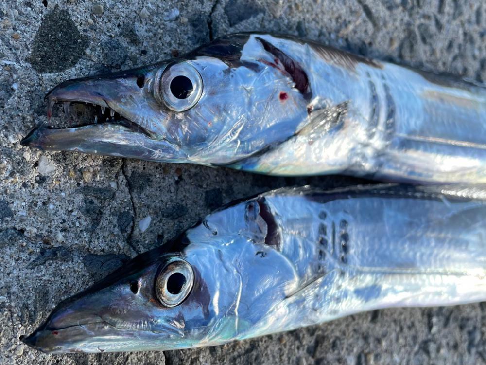 23年　初タチウオ‼️