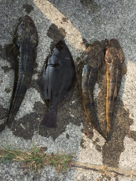 マゴチ　ヒラメ