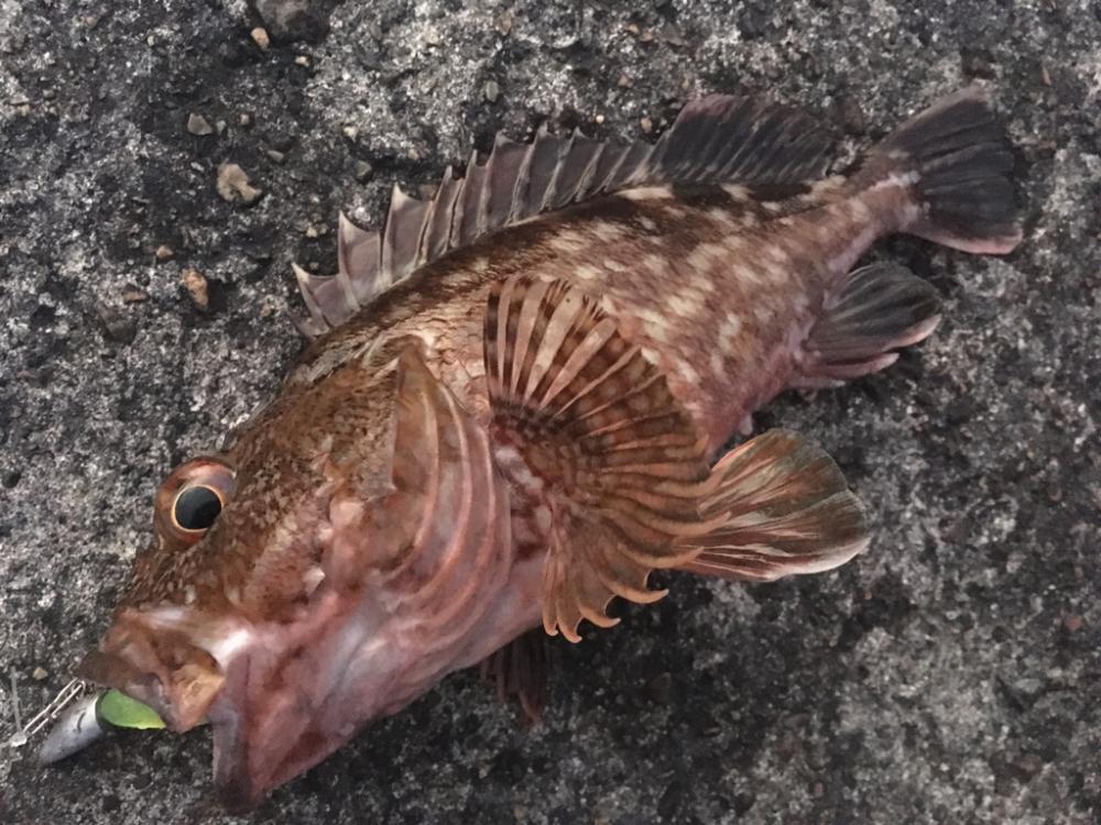 【タコフィネス】アコウ1+ガシラ25cm他+タコ少々