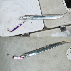 タチウオ/タチウオジギング&豚サバ/サビキ&メジロ/ジギング