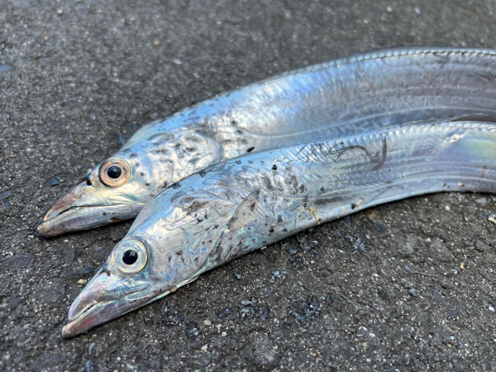 鯵を探して三千里 Vol.66