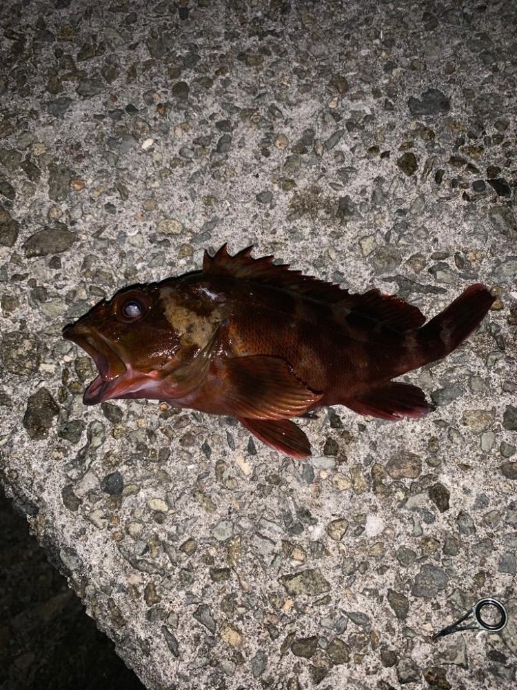 ケンサキイカ^ ^