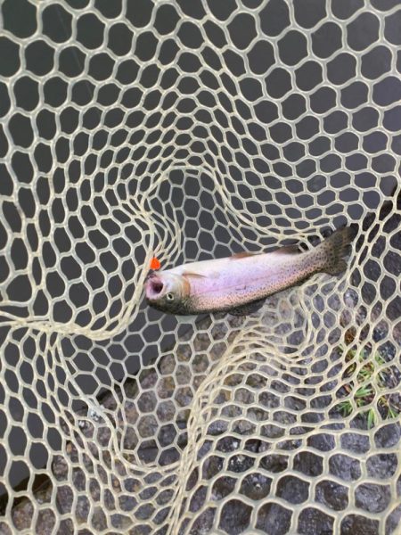 エリアトラウト