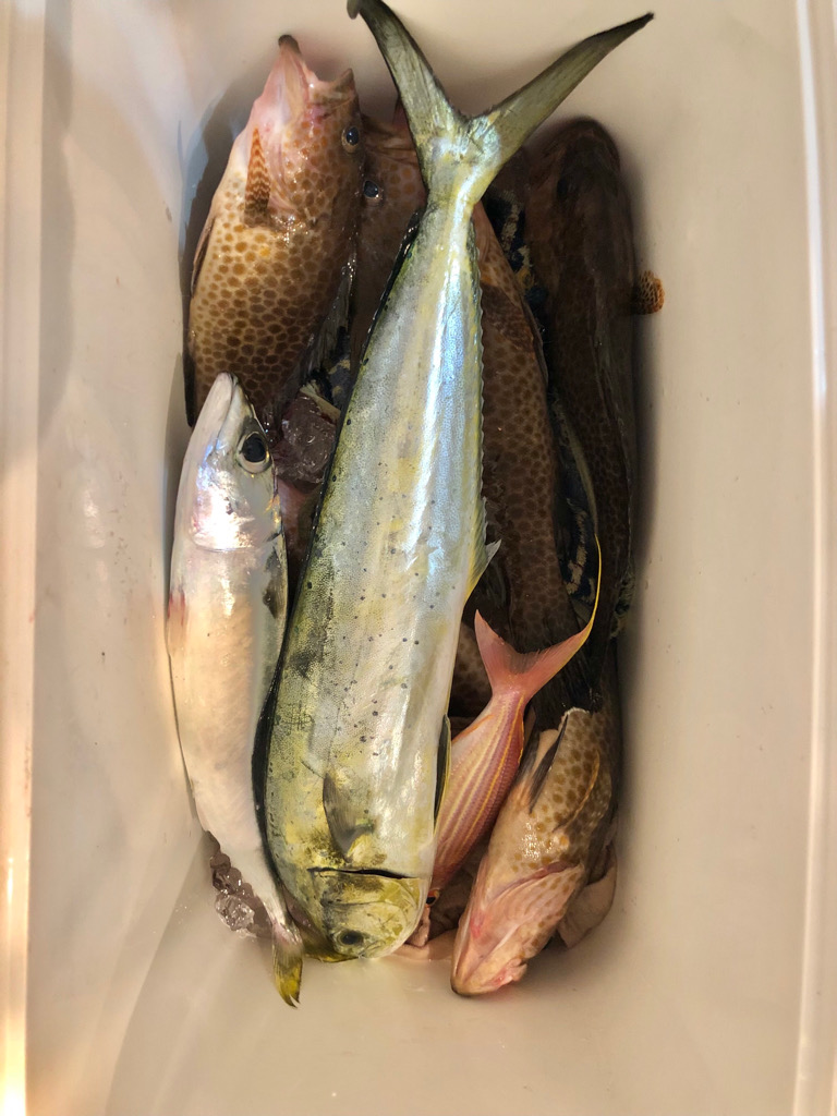 真昼間でも元気なシイラです！