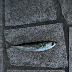 初ジギングサビキで