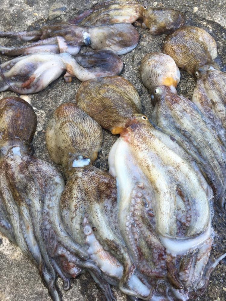 【タコフィネス】アコウ + ガシラ + タコ