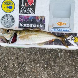 仕事前のアジング