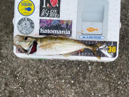 仕事前のアジング