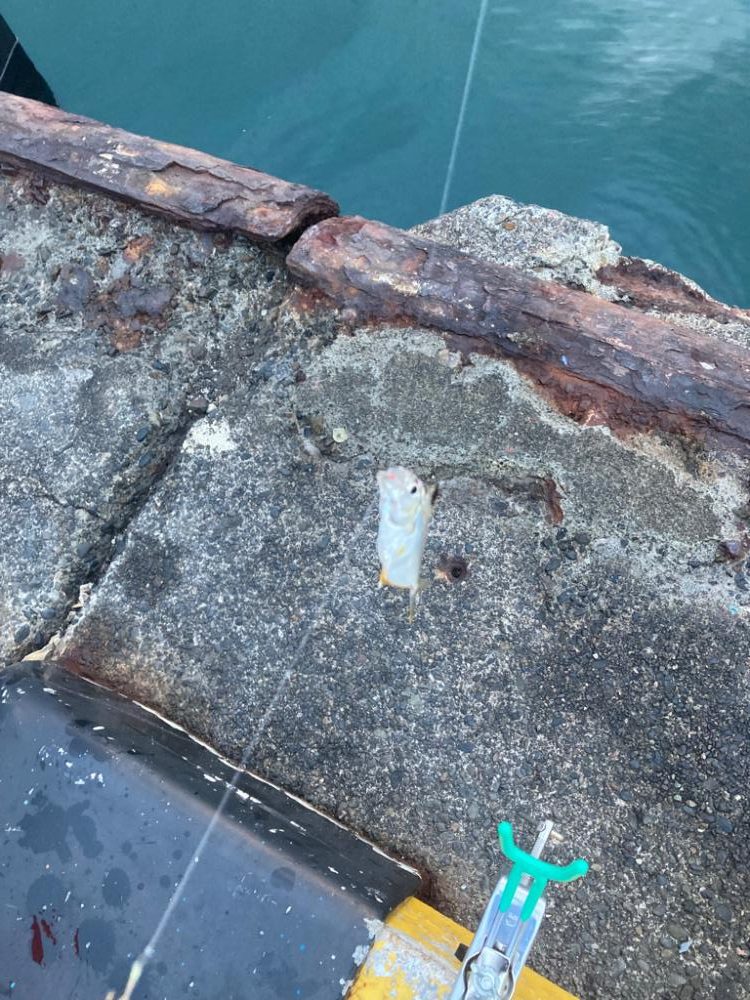 トリック　サビキ