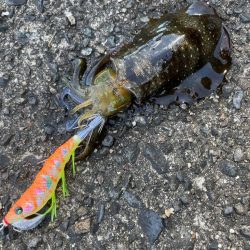 本日も新子調査