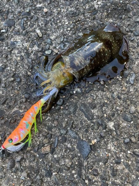 本日も新子調査