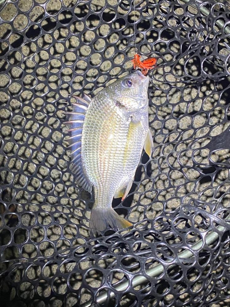 ナイトチニング