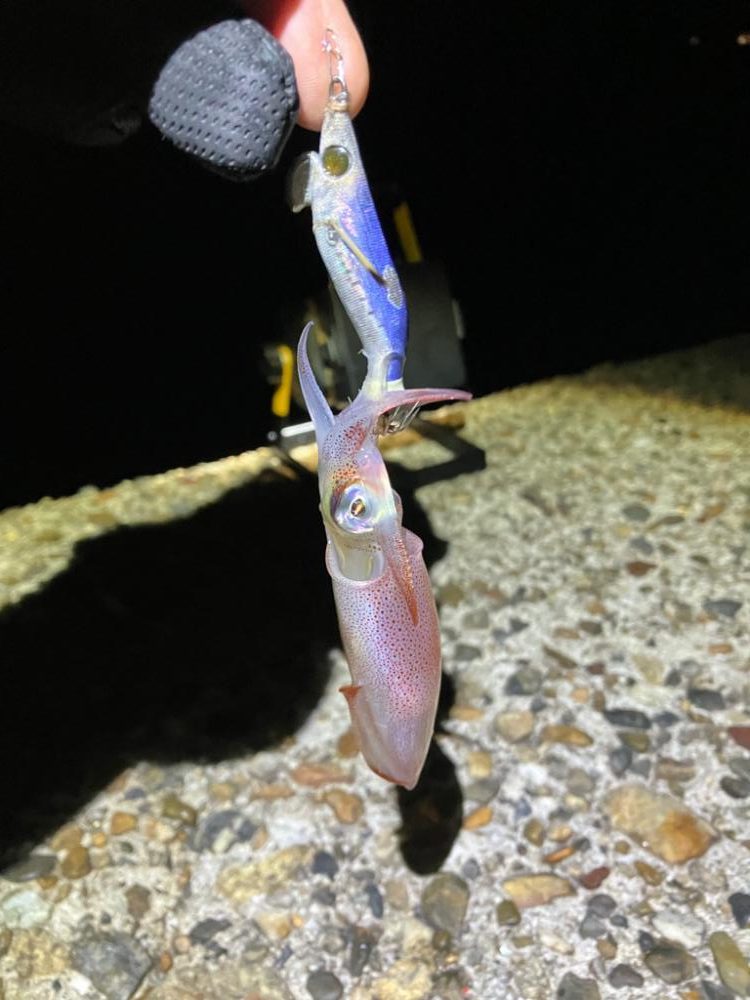 ケンサキ🦑調査(^。^)