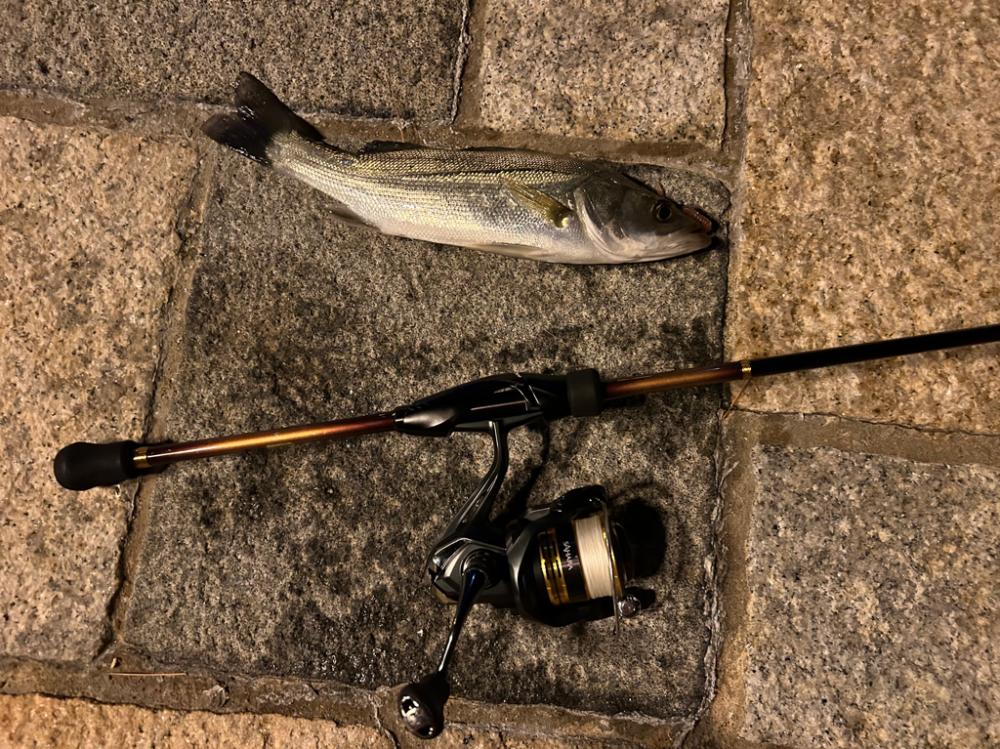 アジングロッドでシーバスゲーム