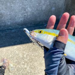 淡路島ショアジギングでツバス