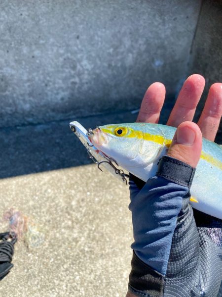 淡路島ショアジギングでツバス