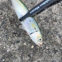 タチウオ狙いからの鯵